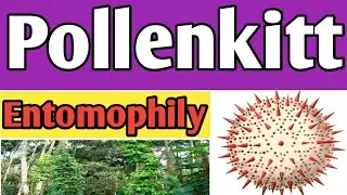 What is pollenkitt | pollenkitt is secreted by | pollenkitt is generally found in | pollenkitt help