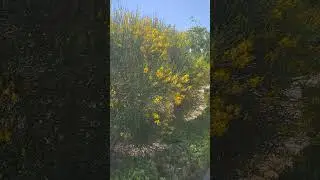 Дрок Испанский цветёт.