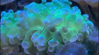 The Reef Tank That Proves Who Doesn&rsquo;t Love Bubble Coral?