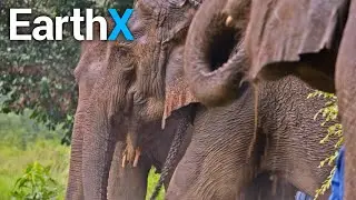 Look Inside A Remote Thai Elephant Sanctuary | The Elephant Hospital | EarthX