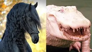 10 Most Expensive Animals In The World