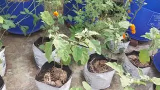 Terrace Farming