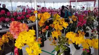 Rhododendron Show at Mendocino Coast Botanical Gardens