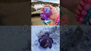 Каменный бассейн | Учим названия морских животных для детей: Рыба, Акула-пила, Шипохвост, Осьмино...
