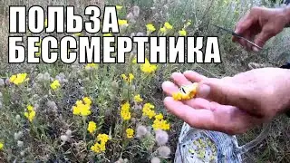 Бессмертник - коротко о полезных свойствах. Что такое фламин. Лечебные свойства