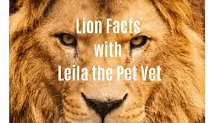 Lion Facts with Leila the Pet Vet