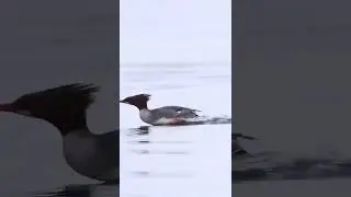 Serreta grande (Mergus merganser). Son r&aacute;pidos en el agua, pero son a&uacute;n m&aacute;s r&aacute;pidos en el aire.