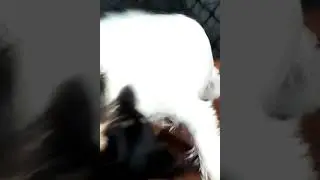 Puupys playing together 😍😊💖🐶🐶
