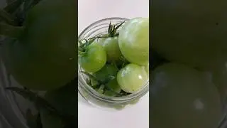 ПРОСТО ШОК 😱😱😱 зелёные помидоры #рекомендации #помидоры #shorts #viral