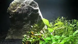 Select Local, for Killifish Breeding and Fearless, Subtropical Nano-Fish 7-9-25