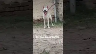 Dog Center Peshawar whatsapp contact All Pakistan Cargo Available 03139064650