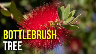 Unique Red Blooms to Make Your Landscape Pop: Bottlebrush Trees