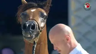 187 SALAYEL AL BUSTAN _ AL DHAFRAH ARABIAN HORSE CHAMPIONSHIP 18 - 21 January  2024