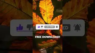 Animated Subscribe Button FREE DOWNLOAD