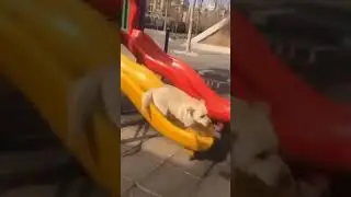 Funniest Dogs On Slide Video 06S - Funny Pets in action