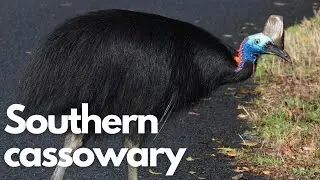 The Majestic Southern Cassowary: Nature's Enigma