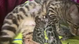 Our New TICA Registered Bengal Kittens, Day One