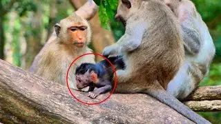 Interesting! Monkey Rainbow Tries to get close to the Newborn Monkey.
