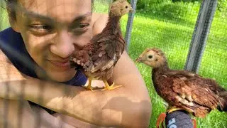 We Adopted Baby Chickens! 🐣