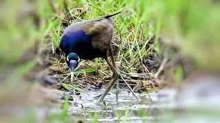 The Mystery Of Jacanas Bird | Relaxing With Nature