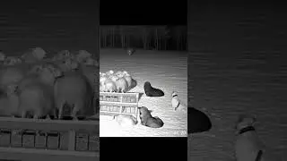 Night Vision: Tiger vs Kangal & Tibetan Mastiffs &mdash; Real Farm CCTV