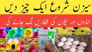 Best natural breeding formula for all birds| Budgies lovebirds breeding formula /by aseel Hen House