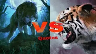 Wolf vs tiger quotes