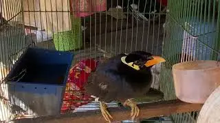 🦜🦜Sarika Keo can speak.🗣️🗣️🗣️🗣️
