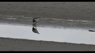 New Zealand dotterel | Tūturiwhatu