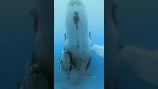 Самый большой кит 🐋 Страшно красиво #океан #киты #cool #природа #море #жизнь