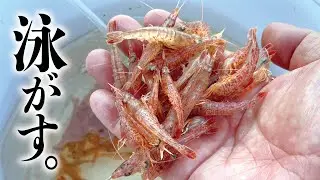 汽水エリアで海エビを泳がせるとアレが入れ食いだった