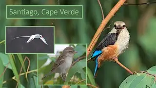 Red-billed Tropicbird on Santiago, Cape Verde