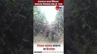 চা বাগানের নালায় চিতা শাবক