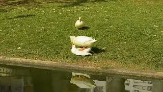 ducks mating