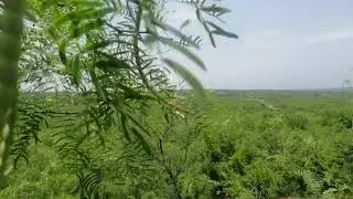 In The Rural Area of Chakwal