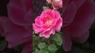 Carefree Wonder #carefree #meilland #landscape #gardenlove #rose