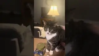 Cat plays ball! Another day for reacher