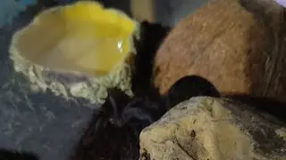 Večern&iacute; pohled na skl&iacute;pkana potuln&eacute;ho v ter&aacute;riu 🕷️🕷️