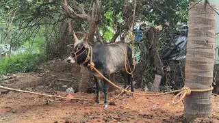 புதுவரவு கிடை மாடு 👆||jallikkattu ||jallikkattu video 