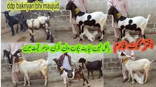 Akhtar goat farm bilkul Nahin update bacchon wali bakriyan Muna shiv kimat 26/1/2026 ddp maujud