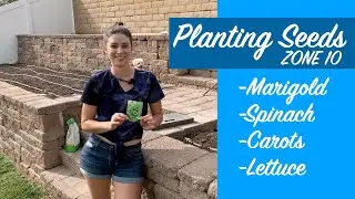 PLANTING SEEDS - Marigold, Spinach, Carrots, Lettuce