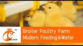 Modern Broiler Farm Case, Automatic Feeding & Water System