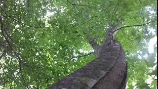 treefootage