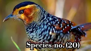 SPOTTED LAUGHINGTHRUSH. with  beautiful and sharp call at Eaglenest Wildlife Sanctuary