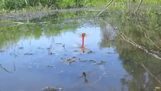 Dragonflies laying eggs