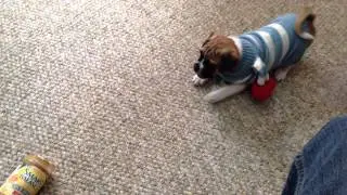 Brody The Puggle Is Scared Of Smart Balance Peanut Butter - Newest Dog Toy