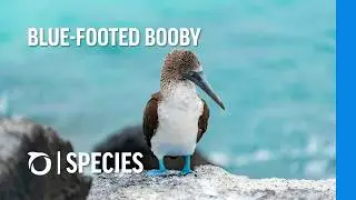 BLUE-FOOTED BOOBY: The dancing bird | Oceana