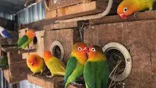 Colorful Lovebirds Nesting Together , Lovebirds Sounds #birds #lovebirds #cute #nature