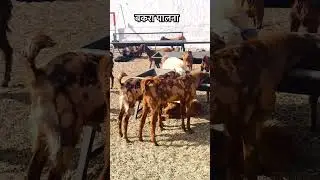 बकरा पालक #bakripalankaisekre #goat #farming #goatfarming #bakra #palan #rearing #beautifullgoats