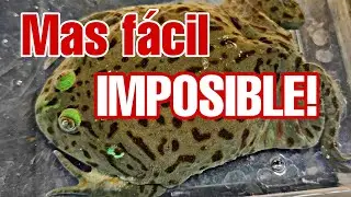 TOP 6 de ANIMALES que NO necesitan ALIMENTO VIVO! 🐸🐍🦎🐊